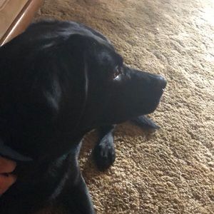 Meet your Posher, Dace